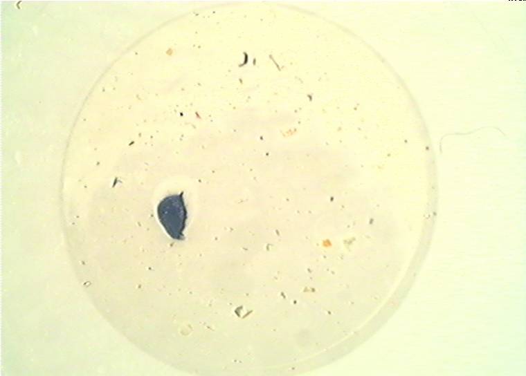 Sample of filter membrane