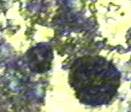 Sph�ro Grauguss Schliff